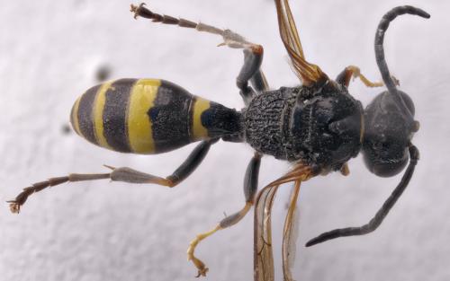 Réf. 294 672 : Gorytes laticinctus